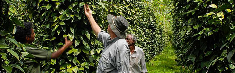 Visit Spice Plantations in Goa, Bookings for Goa Tourism Hotels, Stay at GTDC Hotels in Goa, Prices for GTDC Hotels in Goa